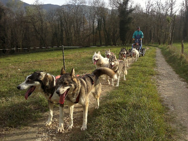 Course de chiens de traineaux samedi et dimanche à La Bresse